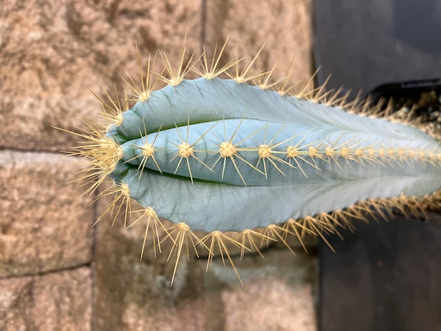 青いサボテン ハシラサボテン アズレウス 55㎝ No.181 - 植物/観葉植物